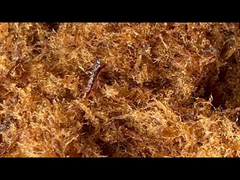 How to make beef floss | dambun nama