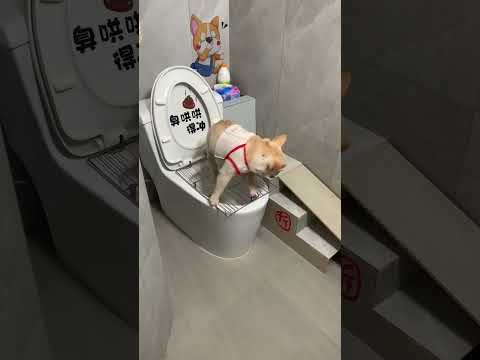 The dog got on the toilet and came back to check after urinating. It was flushed. Daily records of