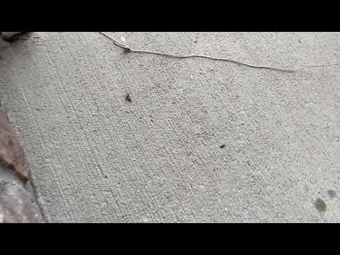 Disposing of a Paper Wasp Nest in Pine Beach, NJ