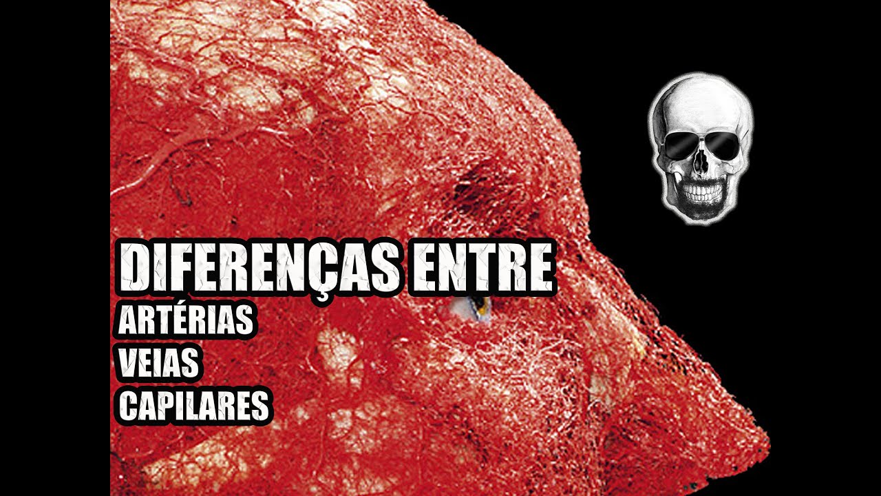 Vídeo Aula 135 - Sistema Circulatório: Diferenças entre as Artérias, as Veias e os Capilares