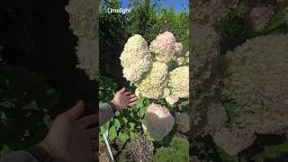26 09 08 Limelight  #hydrangea #hortenzijos #limelight #autumn #ruduo 