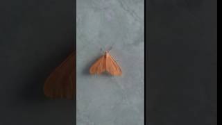 Lepidoptera