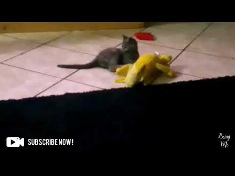 She's in love with this yellow stuffed toy