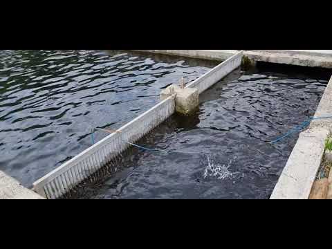 Păstrăvărie Valea Stânei