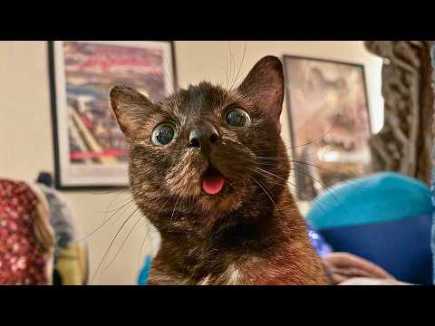 The Tiny Kitten Who Turned a Dog Person Into a Cat Lover