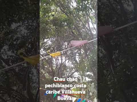 Chau Chao y su canto en el patio de la casa de la Niña torres villanueva bolivar