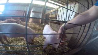 preview picture of video 'petting piglets, HD'