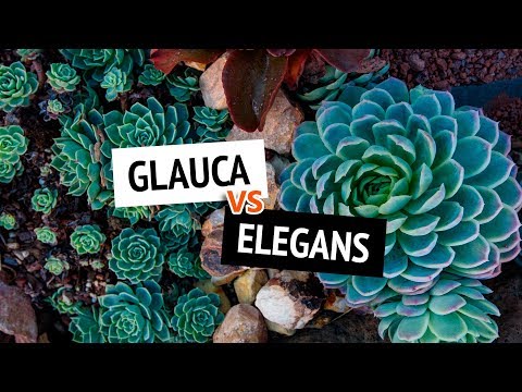 4 Ways to Differentiate Between Echeveria Elegans and Echeveria Glauca