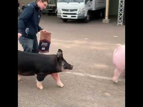 , title : 'Raza de cerdos: Duroc, Hampshire, Landrace y Berkshire'