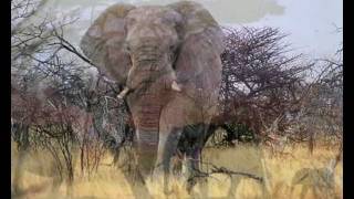 Ludwig Hirsch ~ Der Elefant ~