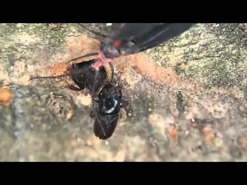 キクイムシの行動　Tough　TG-2　Super Macro