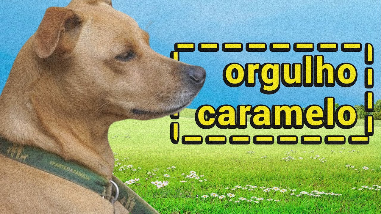 CURE SEU COMPLEXO DE VIRA-LATAS AGORA! | TV Cringe