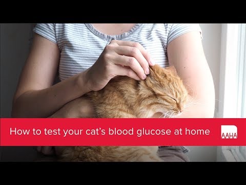 YouTube video about: How to check a cat's blood sugar?