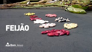 Alternativa de plantio, Carlos Klenki apresenta diversas características do feijão
