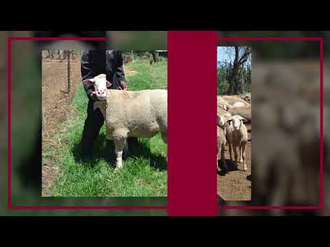 BKB | Hillcrest Farming Sale | 2020