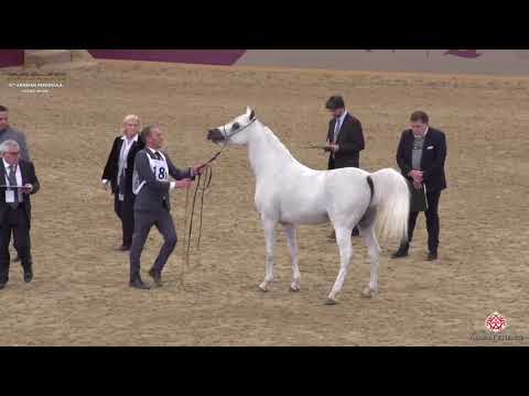 N 186 ASEEL AL JASASIYA   10th Qatar International Arabian Peninsula Horse Show 2020   4 6 Years Old