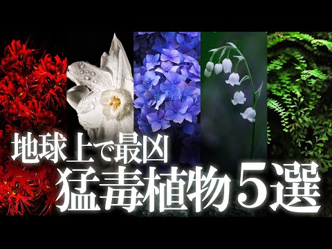 光毒性のある植物:触らないように注意してください。 自然と動物
