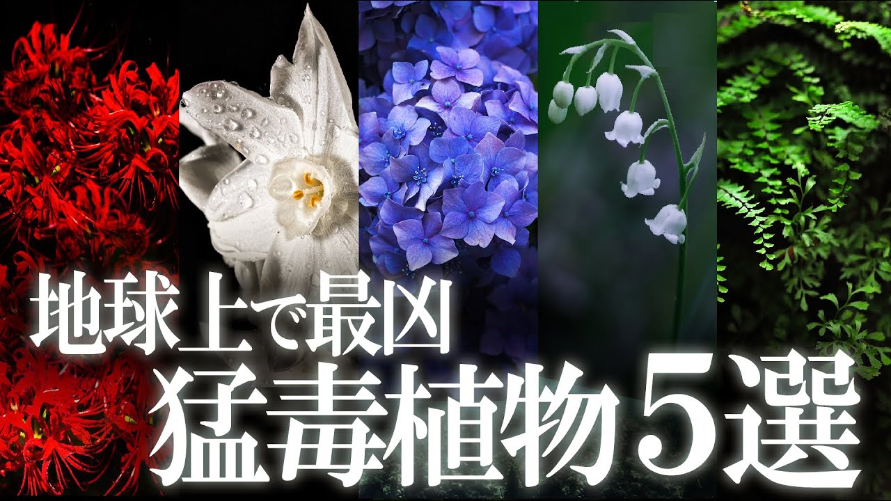 超危険！最恐の毒を持つ身近な有毒植物5選！