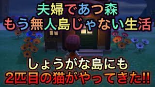 【あつまれ どうぶつの森】しょうがな島にも猫がやってきた！？猫ラッシュの2人の島!!