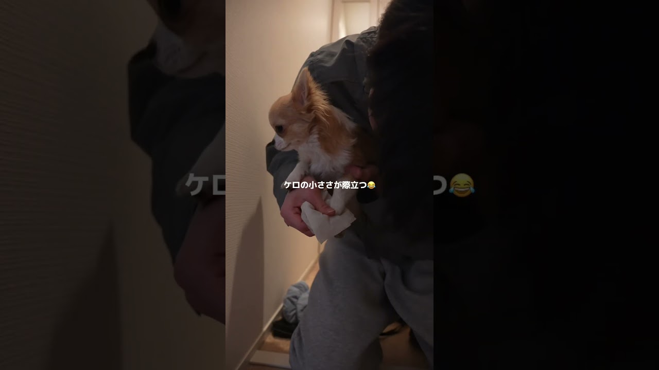 多頭飼いの朝は忙しいんだ🙃