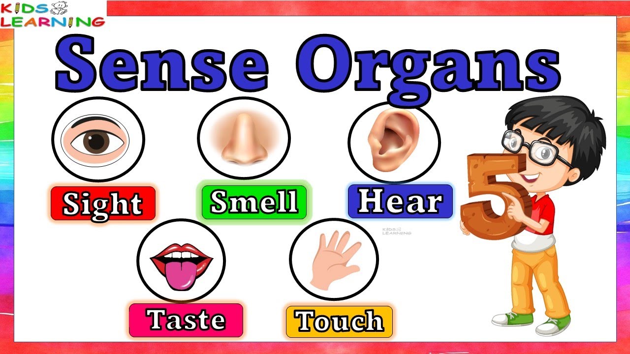 Sense organs | five senses | Our senses | Sense organs name | Sense organs functions | 5 senses
