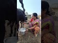 Goat Milking