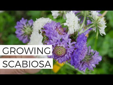 download lagu mp3 mp4 Pincushion Flower, download lagu Pincushion Flower gratis, unduh video klip Pincushion Flower