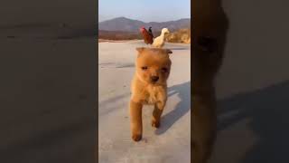 #Dog #Cute #pig #funnyanimal #cuteanimal #doglovers