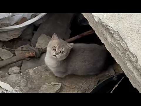 I Climbed Into a Pit for a Stray Cat, and Found the Missing Piece of My Heart Instead.