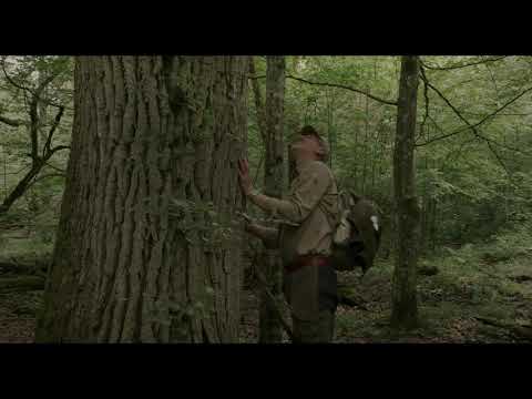 Das geheime Leben der Bäume