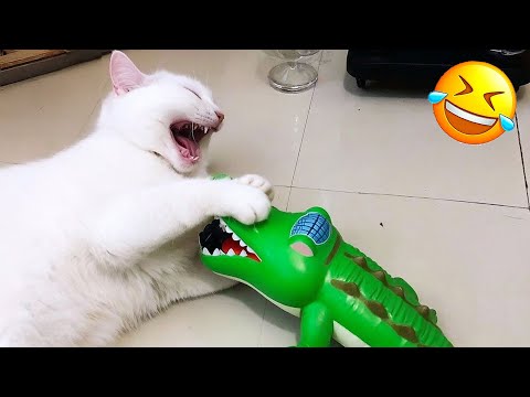 Essayer de ne pas rire les animaux les plus drôles 2025 partie 10