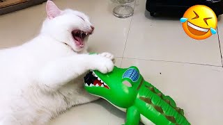 Essayer de ne pas rire les animaux les plus drôles 2025 partie 10