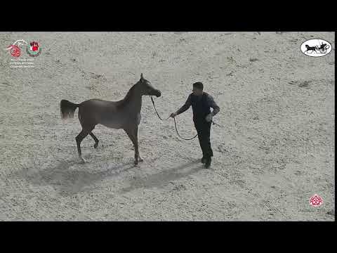 N 10 AJ GHAZALAH   Abu Dhabi International Arabian Horse Championship 2021   Yearling Fillies Class