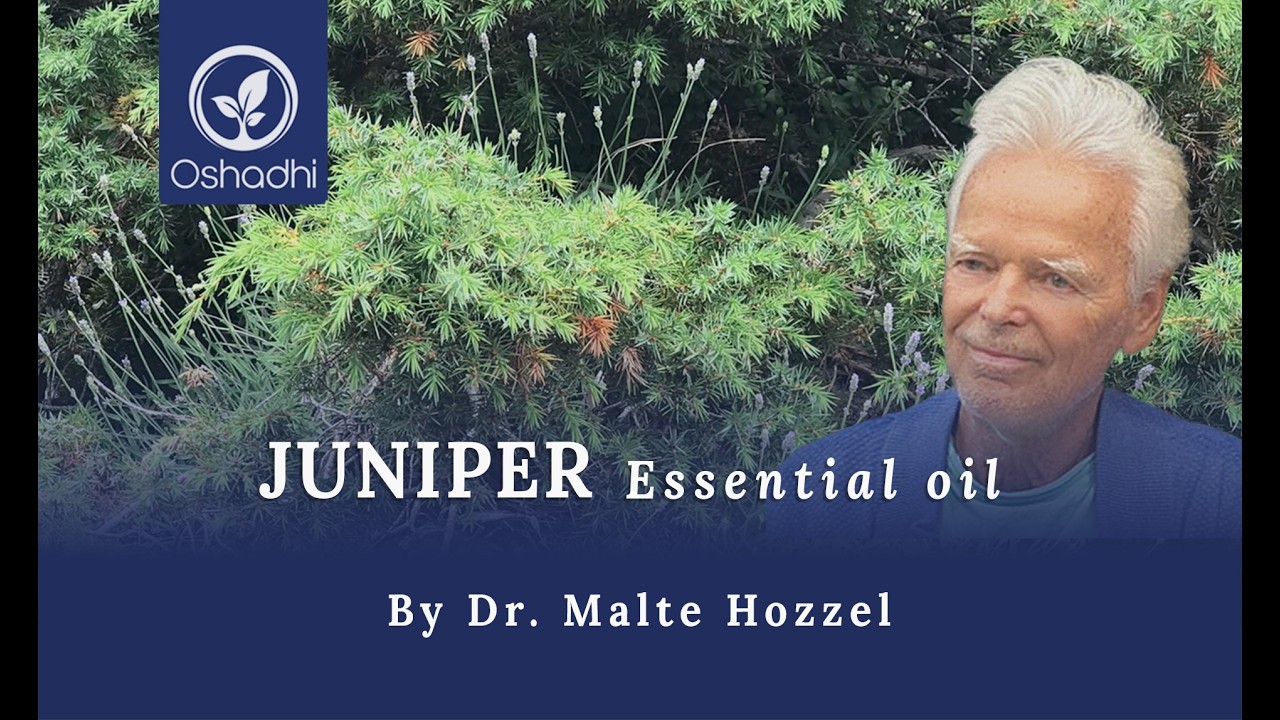 Juniper (Juniperus communis) | OSHADHI plant portrait - HD - YouTube