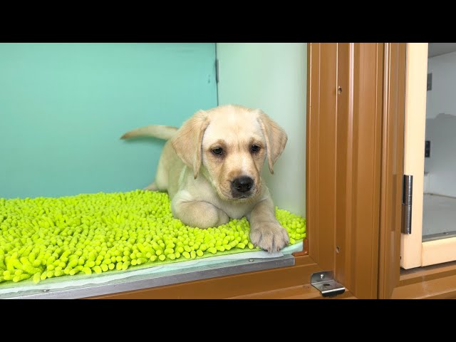 (子犬) 犬種:ラブラドール・レトリーバー 女の子 ブリーダー マロニエケンネル MARRONNIER KENNEL k4059の画像