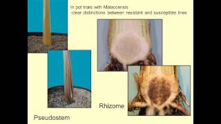 Banana Fusarium wilt: an on-going battle