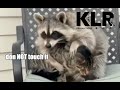 Cat Vs Raccoon