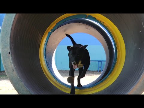 Canil Municipal reforma espaço para cães