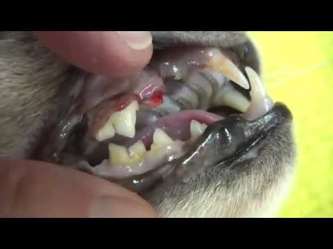 Bad Teeth In Cat