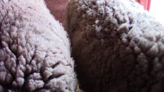 Farm Vlog #2 (The Sheep Farm)