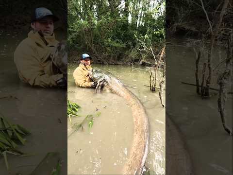 Big Fish Transformation 💀#shor #viralshorts