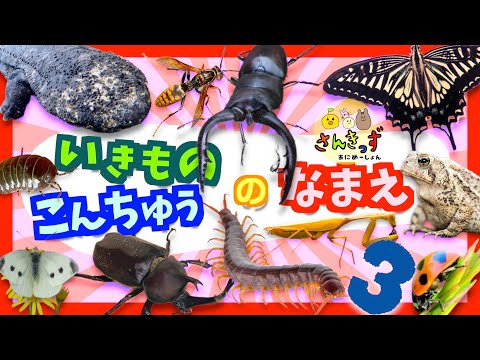【子供向け 昆虫アニメ】昆虫や無脊椎動物など生き物の名前を覚えようpart3★ダンゴムシ、カブトムシ、カタツムリなど人気のいきもの18種が大集合！【こんちゅう 虫さん 生き物の知育動画】昆虫館