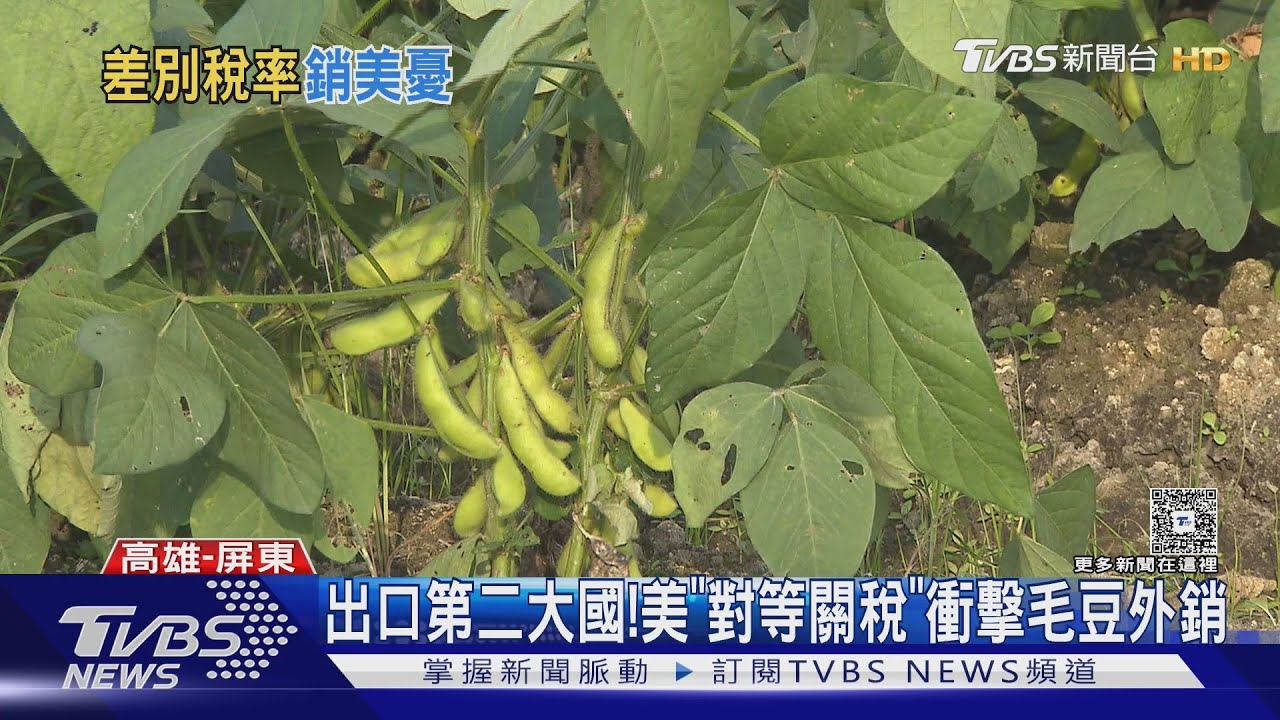 出口美國衝擊劇烈！台灣蜂蜜9成4銷美　毛豆憂關稅暴增