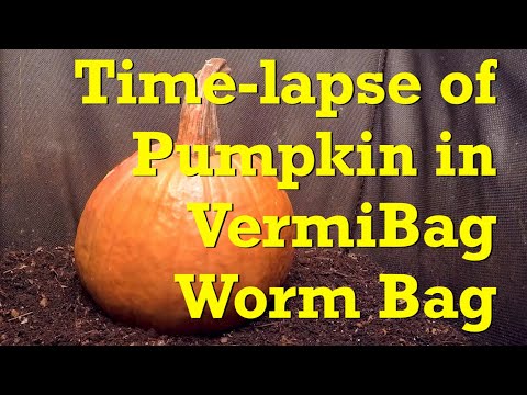 Tiny Pumpkin vs Red Wigglers: 3-week Time-Lapse in VermiBag - worm farm vermicompost