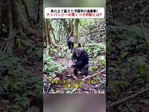 木の上で起きた予想外の出来事！ チンパンジーの驚くべき行動とは？ #野生動物 #チンパンジー #動物の世界 #自然の瞬間 #アフリカの大自然