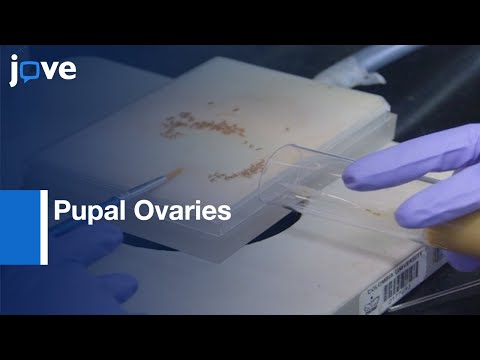Pupal Ovaries Dissection and Staining | Protocol Preview