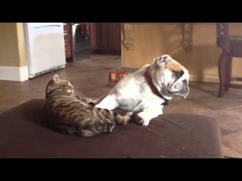 Bulldog and cats with a crash