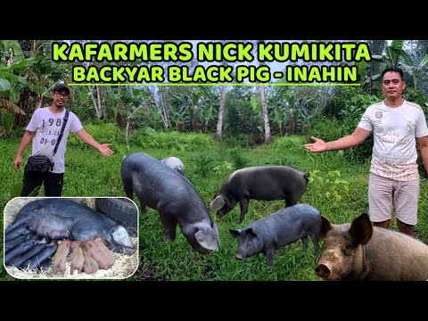 BLACK PIG INAHIN - KAFARMERS NICK KUMIKITA SA BACKYARD PIGERY