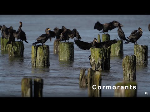CORMORANTS " SUNBATHING " 2021 #0103 ”