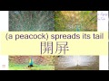 A PEACOCK SPREADS ITS TAIL In Cantonese 開屏 Flashcard